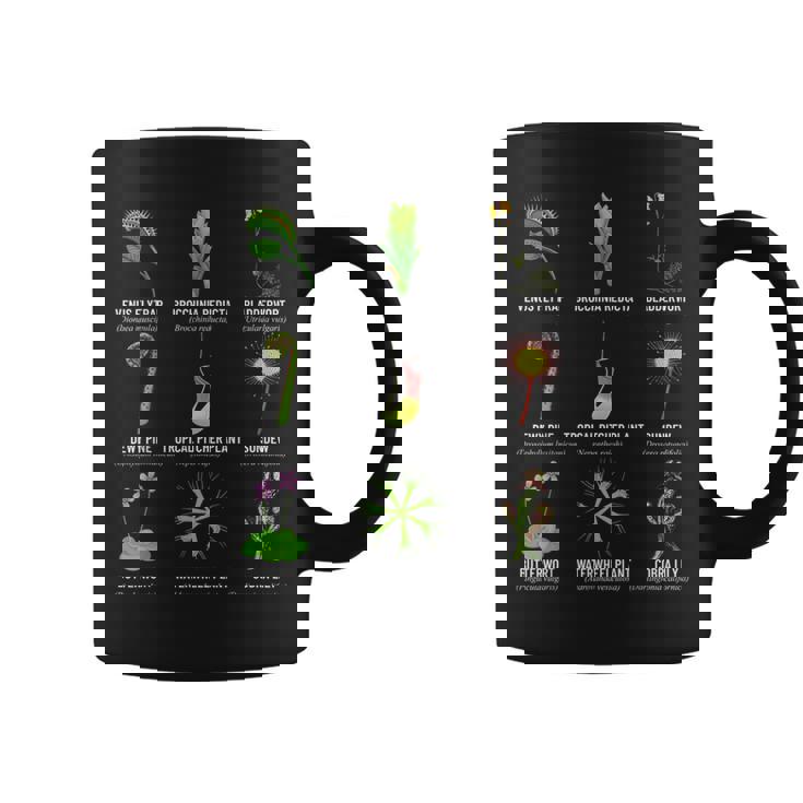 食虫植物 チャートハエトリグサ、食虫植物 コーヒーマグ